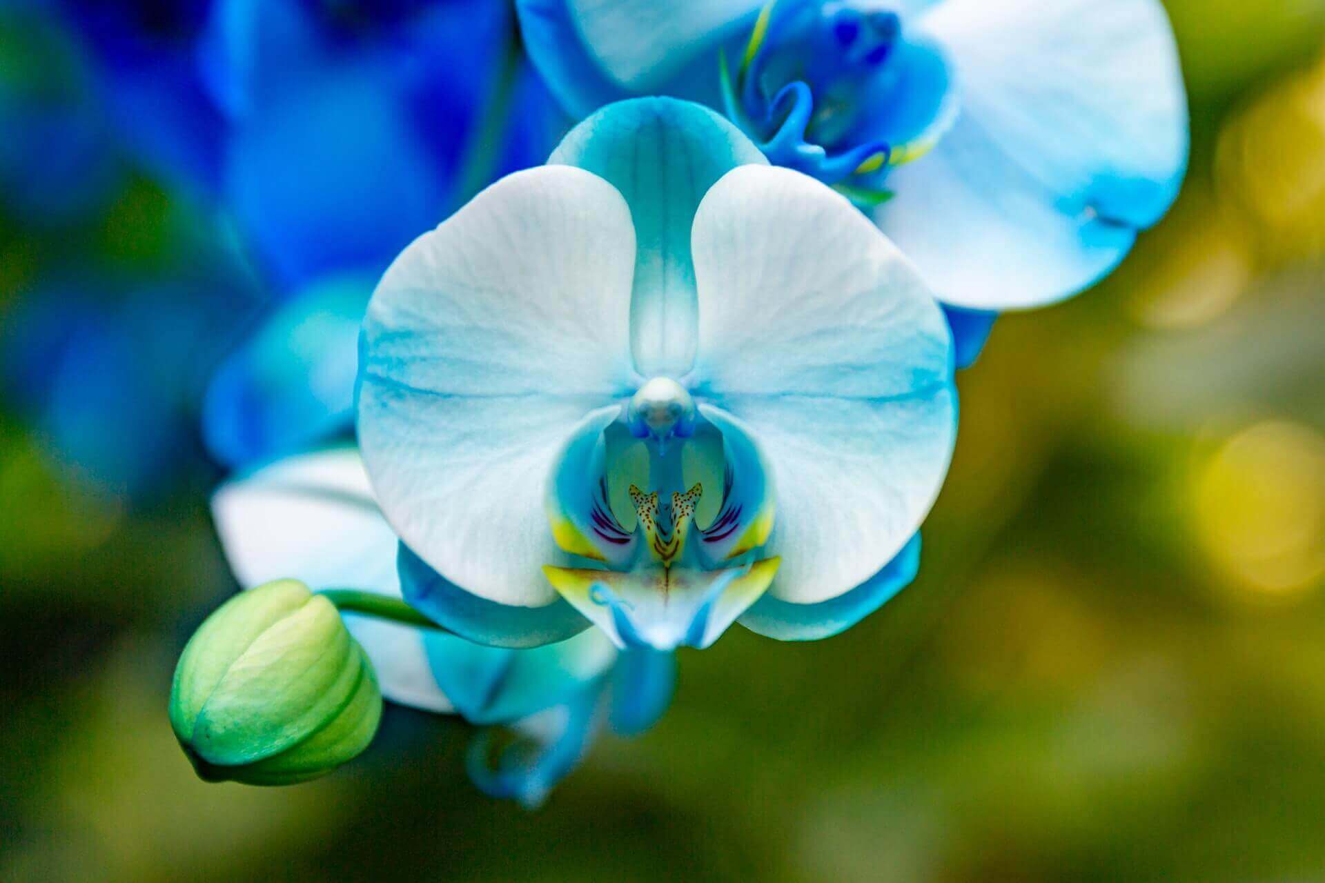 青い胡蝶蘭の花言葉 値段は ブルーエレガンスって知ってますか