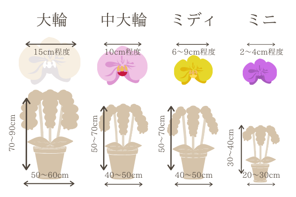 ミディ胡蝶蘭の色ごとの花言葉 胡蝶蘭のトリセツ 胡蝶蘭のトリセツ