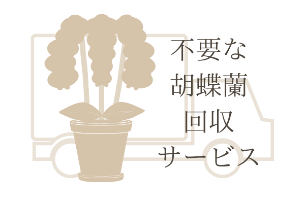 東京で使える実質無料の胡蝶蘭引き取りサービスをご紹介 胡蝶蘭のトリセツ