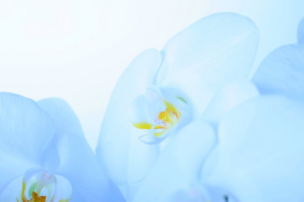 胡蝶蘭の花言葉を色別 種類別に解説します 胡蝶蘭のトリセツ