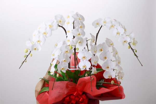 産地直送の高品質な胡蝶蘭を贈れるおすすめ通販サイト 胡蝶蘭のトリセツ