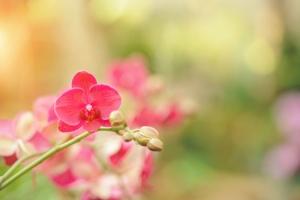 ミディ胡蝶蘭の種類を色ごとに紹介 胡蝶蘭のトリセツ 胡蝶蘭のトリセツ