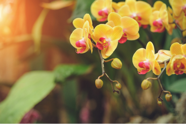 黄色の胡蝶蘭の花言葉とおすすめのシーン 胡蝶蘭のトリセツ 胡蝶蘭のトリセツ