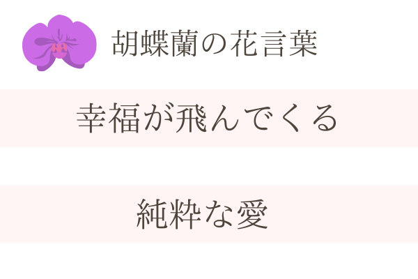 濃い紫の胡蝶蘭はどこで買える ４種類の濃い紫の胡蝶蘭を紹介します